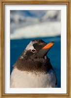 Gentoo penguin chick, Western Antarctic Peninsula Fine Art Print