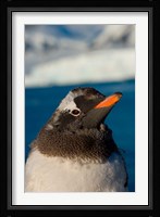 Gentoo penguin chick, Western Antarctic Peninsula Fine Art Print
