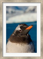 Gentoo penguin chick, Western Antarctic Peninsula Fine Art Print