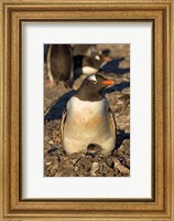Gentoo penguin, South Shetland Islands, Antarctica Fine Art Print