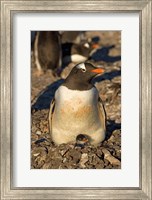 Gentoo penguin, South Shetland Islands, Antarctica Fine Art Print