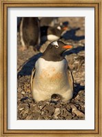 Gentoo penguin, South Shetland Islands, Antarctica Fine Art Print