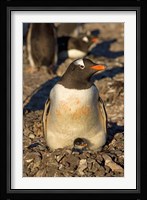 Gentoo penguin, South Shetland Islands, Antarctica Fine Art Print