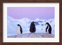 Gentoo penguin, Western Antarctic Peninsula Fine Art Print
