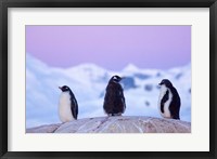 Gentoo penguin, Western Antarctic Peninsula Fine Art Print