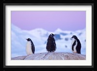 Gentoo penguin, Western Antarctic Peninsula Fine Art Print
