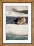Antarctica. Leopard seal adrift on ice flow. Fine Art Print