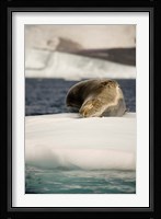 Antarctica. Leopard seal adrift on ice flow. Fine Art Print