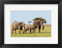 Three African Elephants, Maasai Mara, Kenya Fine Art Print