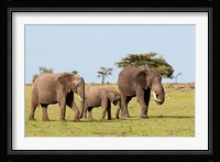Three African Elephants, Maasai Mara, Kenya Fine Art Print