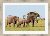 Three African Elephants, Maasai Mara, Kenya Fine Art Print