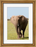 African Elephant, Maasai Mara, Kenya Fine Art Print