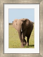 African Elephant, Maasai Mara, Kenya Fine Art Print
