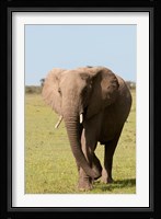 African Elephant, Maasai Mara, Kenya Fine Art Print