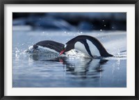 Antarctica, Anvers Island, Gentoo Penguins diving into water. Fine Art Print