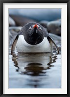 Antarctica, Cuverville Island, Gentoo Penguin in a shallow lagoon. Fine Art Print