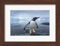 Antarctica, Cuverville Island, Gentoo Penguin leaping onto shore. Fine Art Print
