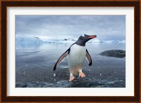 Antarctica, Cuverville Island, Gentoo Penguin leaping onto shore. Fine Art Print