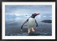 Antarctica, Cuverville Island, Gentoo Penguin leaping onto shore. Fine Art Print
