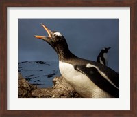 Antarctica, Cuverville Island, Portrait of Gentoo Penguin nesting. Fine Art Print