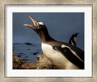 Antarctica, Cuverville Island, Portrait of Gentoo Penguin nesting. Fine Art Print