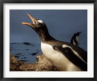 Antarctica, Cuverville Island, Portrait of Gentoo Penguin nesting. Fine Art Print