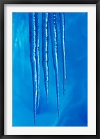 Antarctica, Icicles hanging from the roof of a glacial ice cave. Fine Art Print