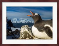 Antarctica, Livingstone Island, Flash portrait of Gentoo Penguin. Fine Art Print