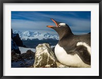 Antarctica, Livingstone Island, Flash portrait of Gentoo Penguin. Fine Art Print