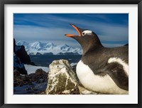 Antarctica, Livingstone Island, Flash portrait of Gentoo Penguin. Fine Art Print