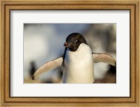 Adelie Penguin portrait, Antarctica Fine Art Print