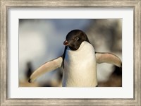 Adelie Penguin portrait, Antarctica Fine Art Print