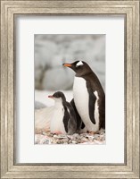 Antarctica, Petermann Island, Gentoo Penguins Fine Art Print