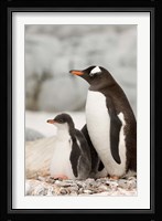 Antarctica, Petermann Island, Gentoo Penguins Fine Art Print