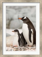 Antarctica, Petermann Island, Gentoo Penguins Fine Art Print