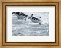 Antarctica, South Shetland Islands, Chinstrap Penguins swimming. Fine Art Print