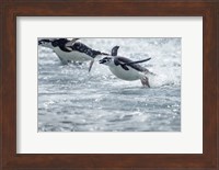 Antarctica, South Shetland Islands, Chinstrap Penguins swimming. Fine Art Print