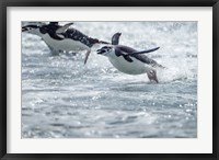 Antarctica, South Shetland Islands, Chinstrap Penguins swimming. Fine Art Print