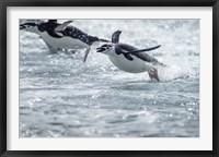 Antarctica, South Shetland Islands, Chinstrap Penguins swimming. Fine Art Print