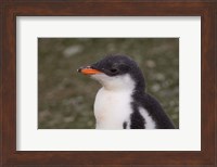 Antarctica, South Shetlands Islands, Gentoo Penguin Fine Art Print