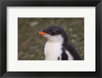 Antarctica, South Shetlands Islands, Gentoo Penguin Fine Art Print