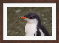 Antarctica, South Shetlands Islands, Gentoo Penguin Fine Art Print