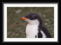 Antarctica, South Shetlands Islands, Gentoo Penguin Fine Art Print