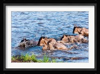 Blue wildebeest crossing the Mara River, Maasai Mara, Kenya Fine Art Print
