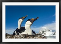 Blue-eyed Shags, Antarctica. Fine Art Print