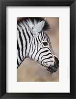 Burchell's Zebra, Etosha National Park, Namibia Fine Art Print
