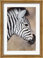 Burchell's Zebra, Etosha National Park, Namibia Fine Art Print