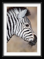 Burchell's Zebra, Etosha National Park, Namibia Fine Art Print