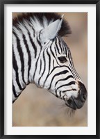 Burchell's Zebra, Etosha National Park, Namibia Fine Art Print