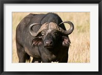 Cape Buffalo, Masai Mara National Reserve, Kenya Fine Art Print